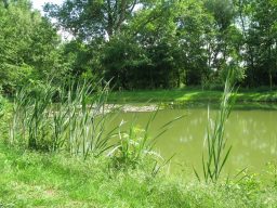 Grüner Teich umgeben von hohen Gräsern und Bäumen im Hintergrund.
