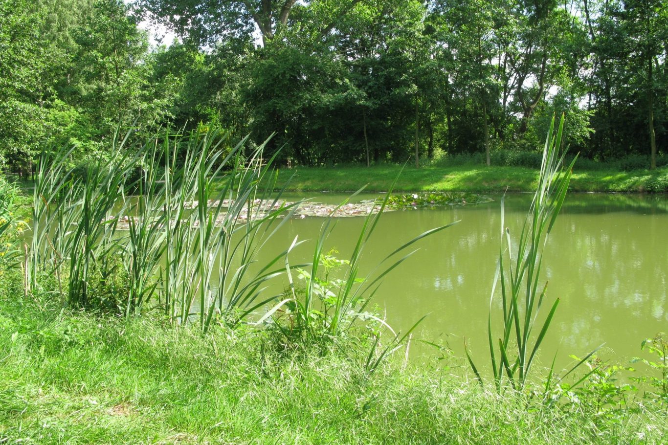 Teich mit grünem Wasser, umgeben von hohen Gräsern und Bäumen im Hintergrund.