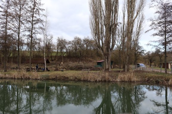 Ufer eines ruhigen Gewässers mit Bäumen und Büschen am Rand.