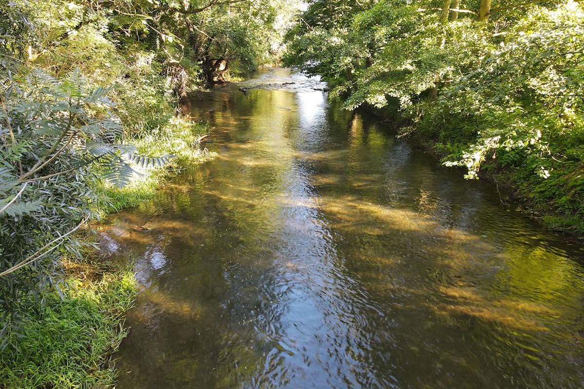 Ein ruhiger Fluss umgeben von Bäumen und sanftem Licht, das Wasser spiegelt die Umgebung.