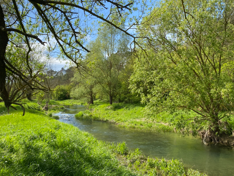Ein ruhiger Fluss fließt durch eine grüne Landschaft mit Bäumen und Sträuchern. Die Sonne scheint.