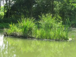 Grüne Pflanzen und Sträucher wachsen auf einer kleinen Insel im Wasser.