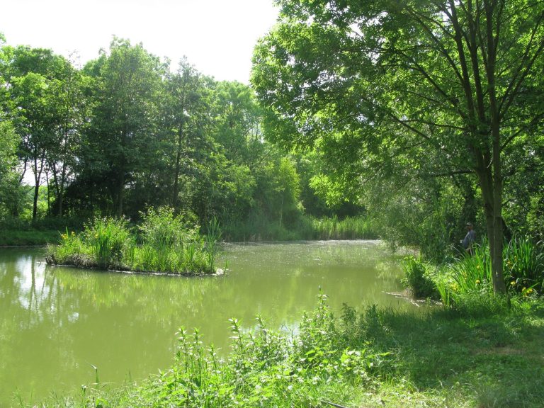 Ein ruhiger Teich umgeben von üppigem Grün und Bäumen.