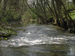 Ein ruhiger Fluss fließt durch eine grüne Landschaft mit Bäumen am Ufer.