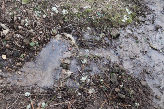 Erde mit Wasserpfützen und kleinen Pflanzen, umgeben von trockenem Laub und Ästen.