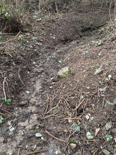 Waldweg mit lockerer Erde, Steinen und verstreuten Pflanzen am Boden.