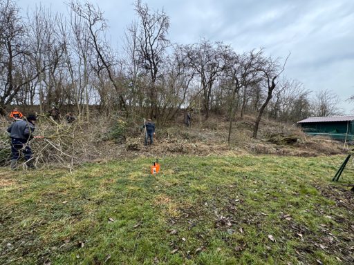 Menschen arbeiten im Freien, schneiden Sträucher auf einer bewaldeten Fläche.