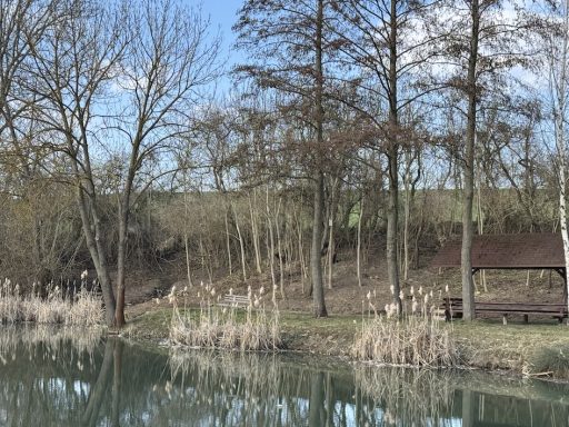 Ruhiger Teich umgeben von Bäumen und strauchartigen Pflanzen an einem sonnigen Tag.