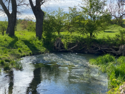 Ein ruhiger Bach fließt durch eine grüne Landschaft mit Bäumen und Sträuchern.