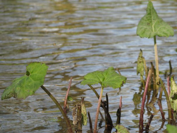 Grüne Blätter ragen aus glitschigem Wasser, umgeben von dünnen Stängeln.