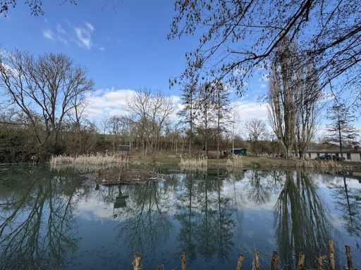 Ruhiger Teich mit Bäumen und Wolkenreflexion im Wasser unter blauem Himmel.