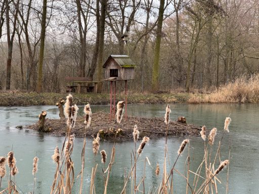 Ein kleiner Teich mit einer Insel, auf der ein Vogelhaus steht, umgeben von Schilfrohren.