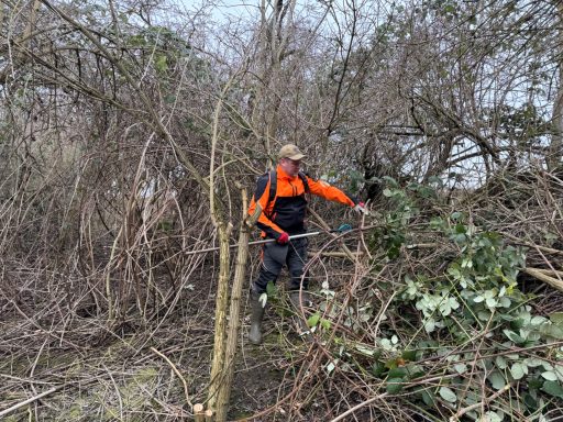Mann in orangejacke steht im Dickicht und schneidet Äste mit einer Säge.