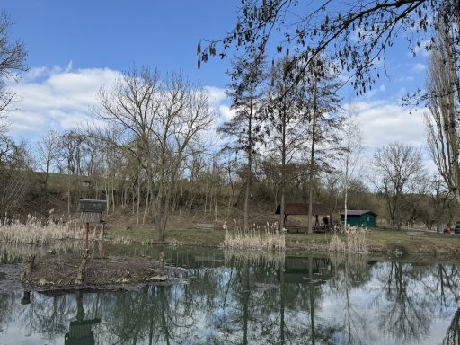 Ruhiger Teich umgeben von Bäumen und Trockenresten mit klaren Himmel im Hintergrund.